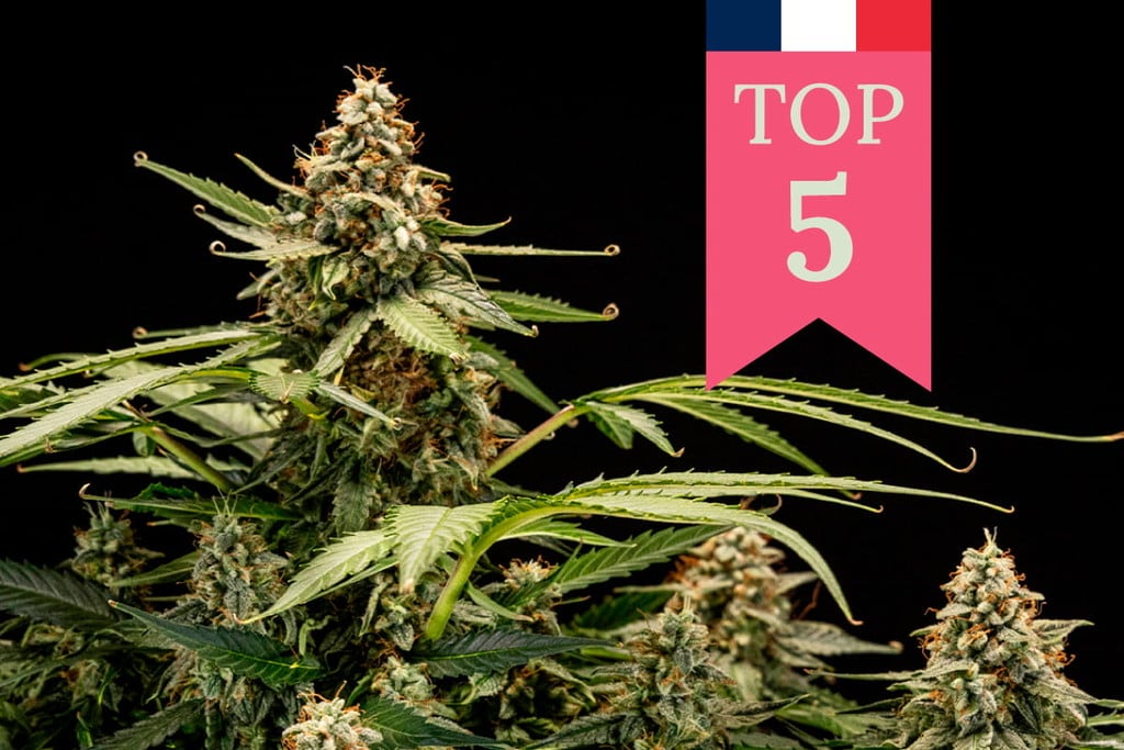 Top 5 des variétés de cannabis populaires en France