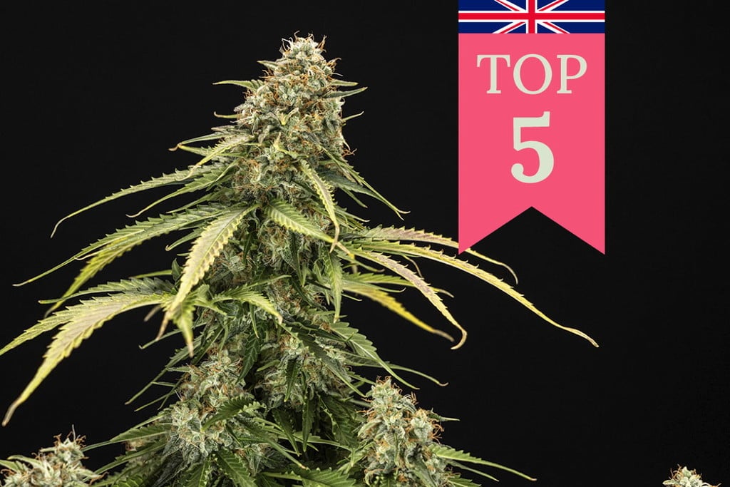 Top 5 des variétés de cannabis populaires au Royaume-Uni
