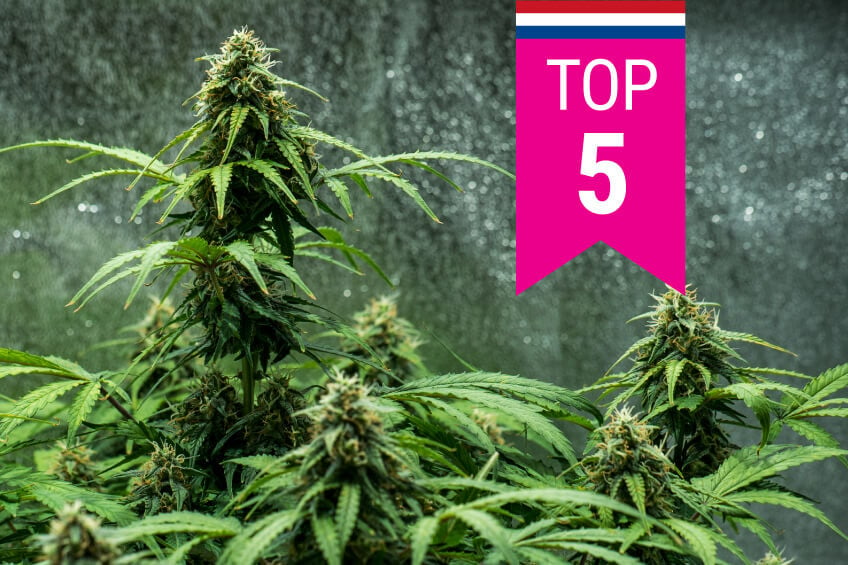 Top 5 des variétés de cannabis populaires aux Pays-Bas