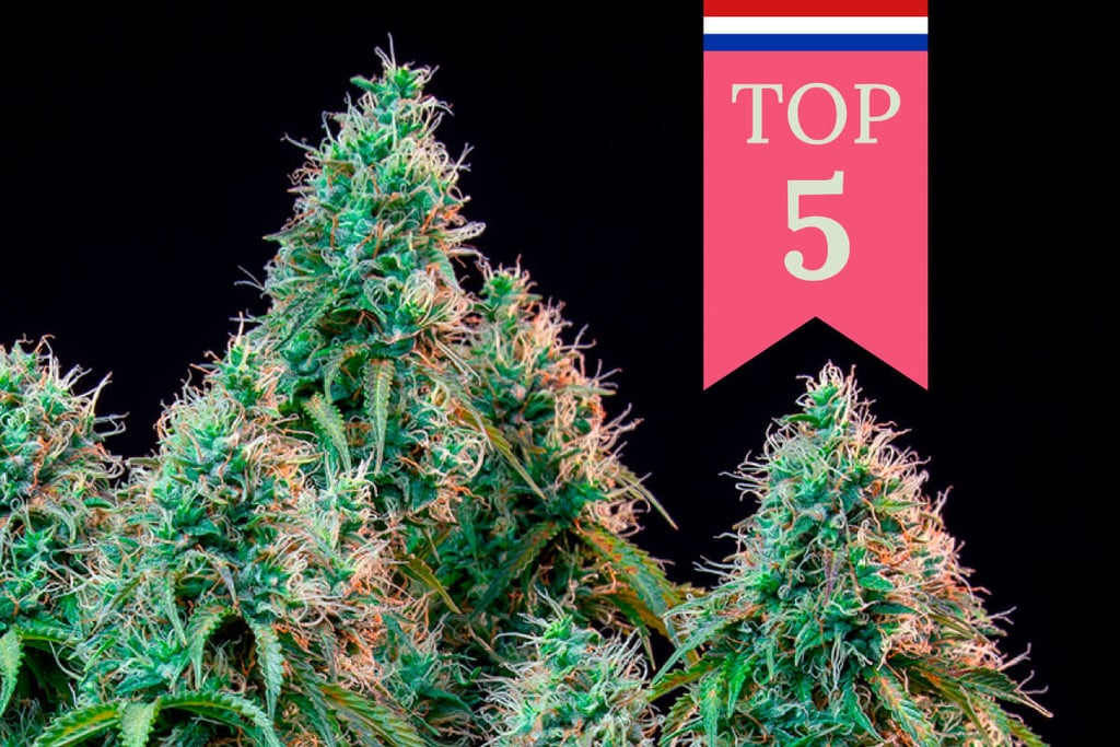 Top 5 des variétés de cannabis populaires aux Pays-Bas