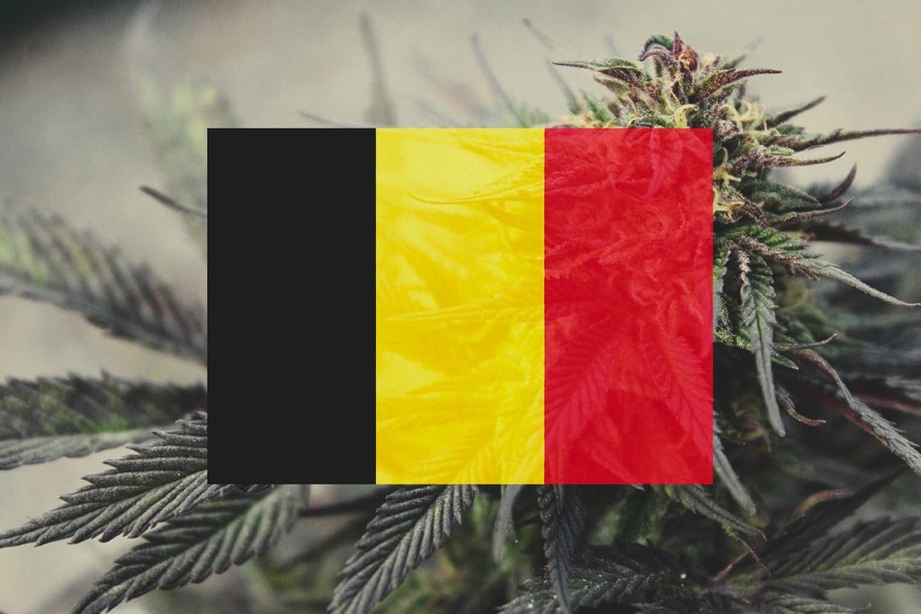 Cultiver du cannabis en extérieur en Belgique : guide mois par mois 