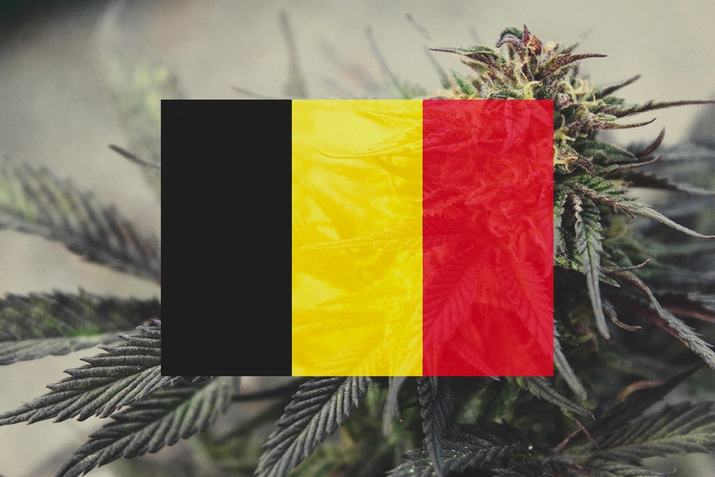 Cultiver du cannabis en extérieur en Belgique : guide mois par mois