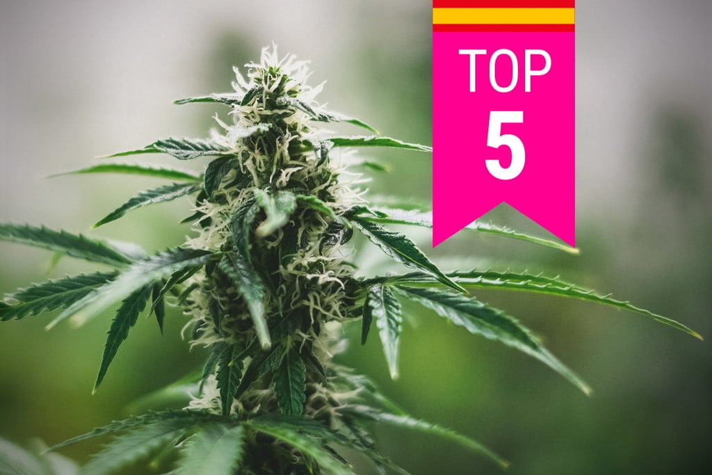 Top 5 des variétés de cannabis les plus populaires en Espagne
