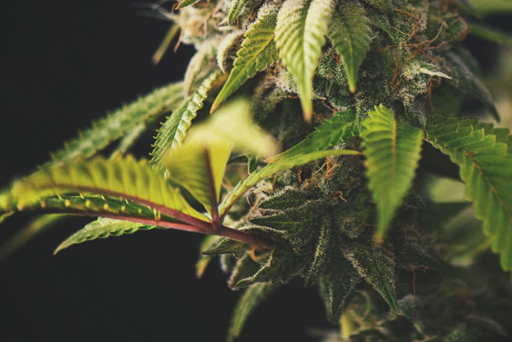 Faut-il s'inquiéter des tiges de cannabis rouges ou violettes ?