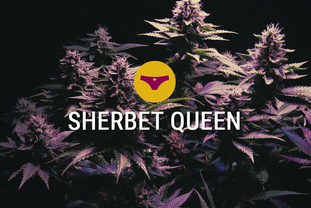 Sherbet Queen : une sublime indica intensément puissante