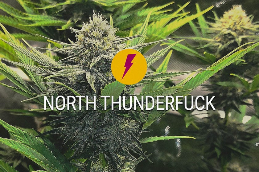 North Thunderfuck : Nouvelle version améliorée de la MTF