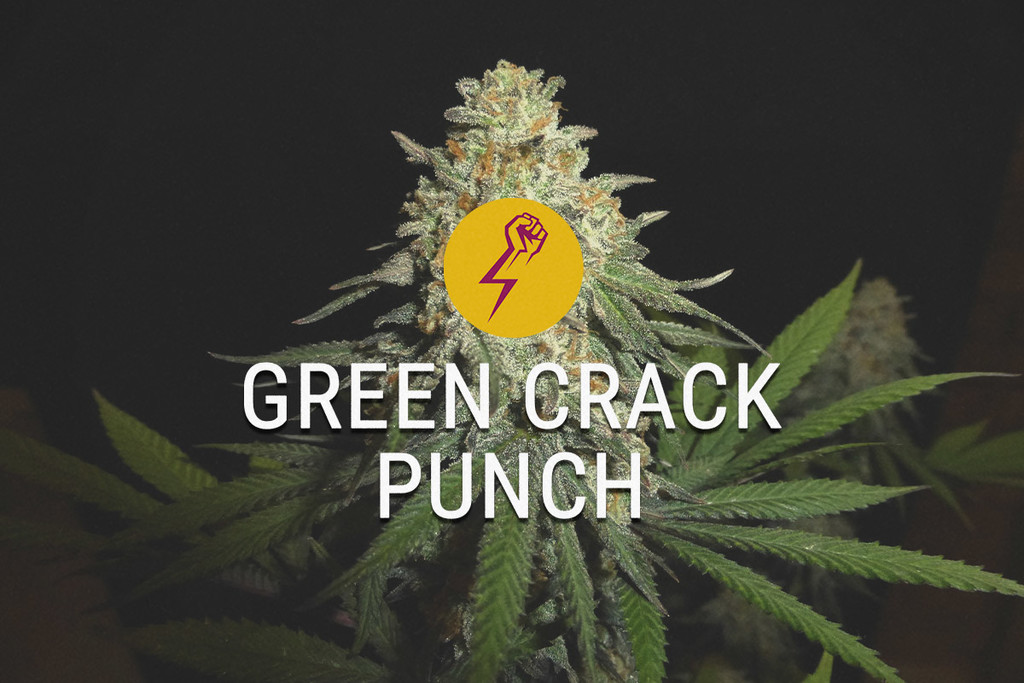 Green Crack Punch : une nouvelle version de génétiques US légendaires