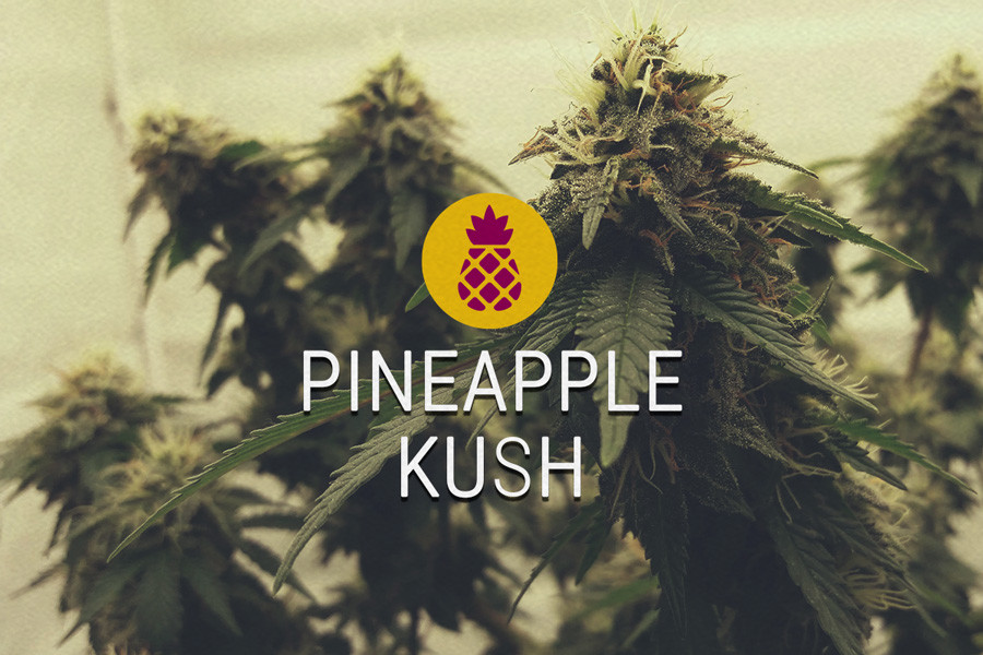Les graines de cannabis féminisées Pineapple Kush