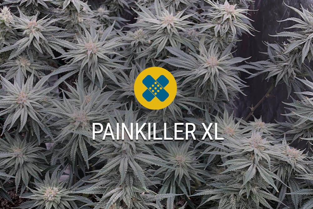 Analyse de la variété Painkiller XL