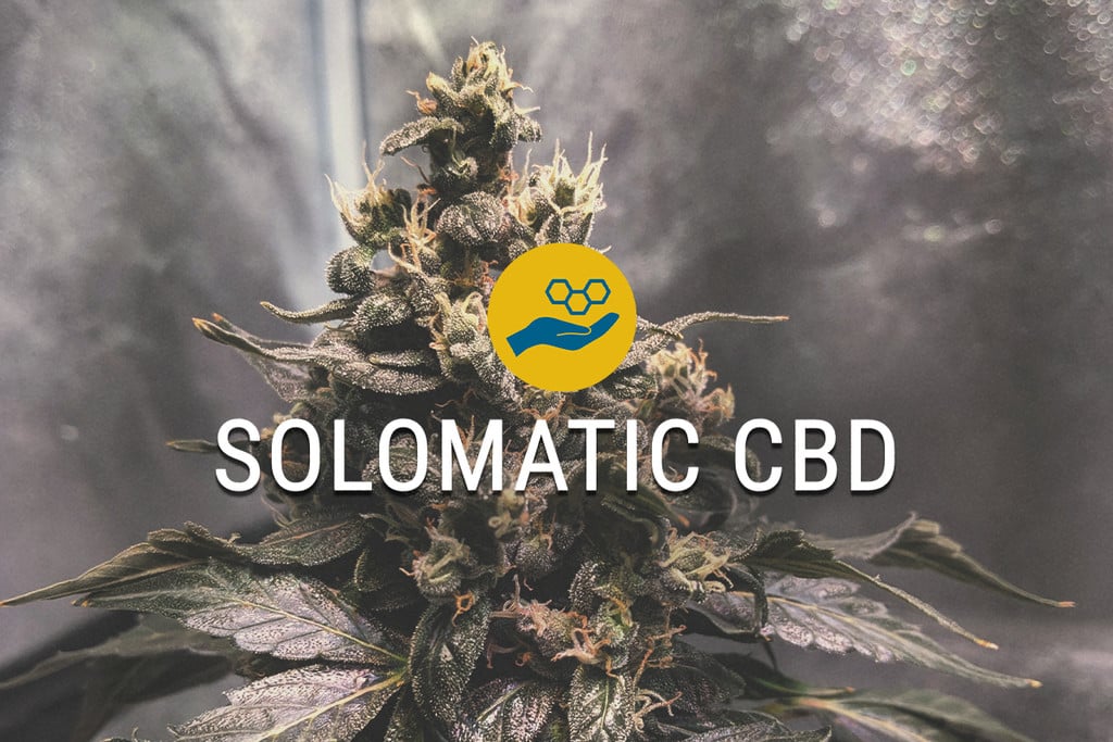 Solomatic CBD Graines de Cannabis Médical