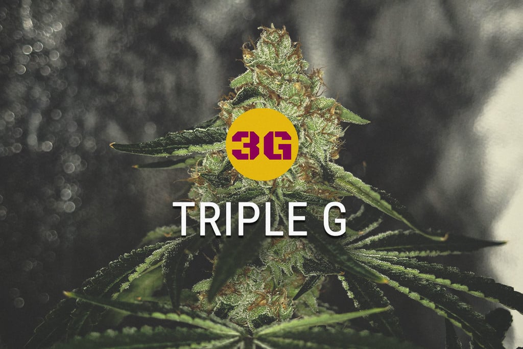 Triple G : Gorilla Glue Rencontre Gelato 33