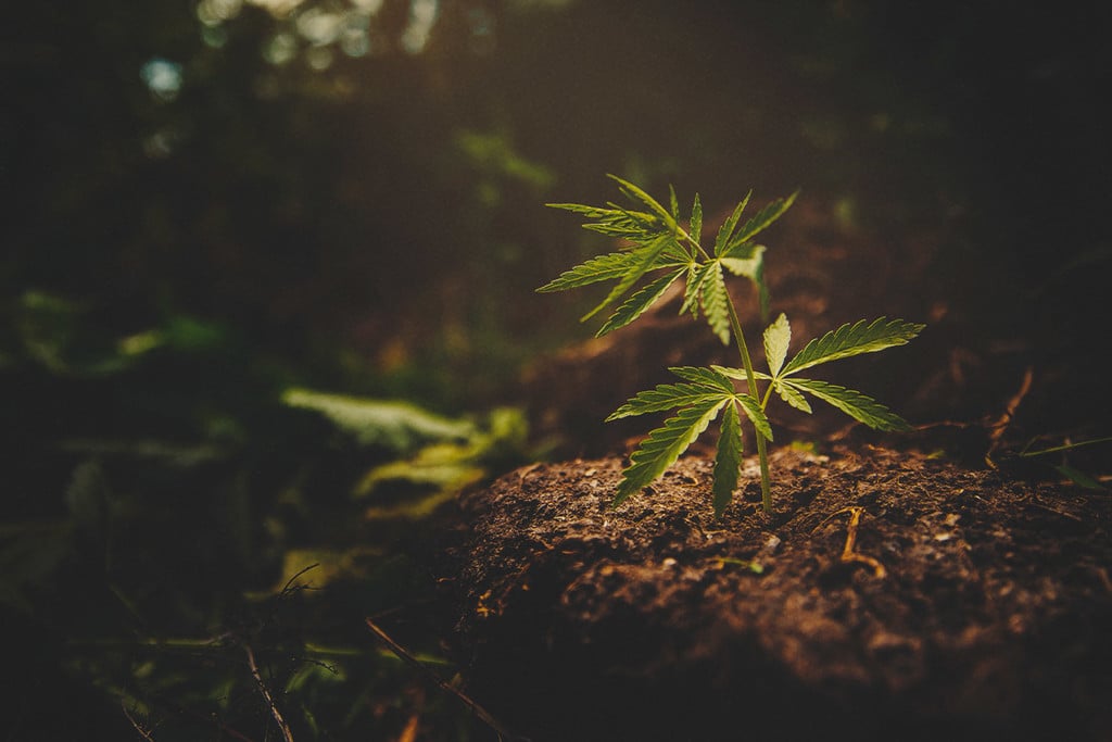 Les Meilleures Variétés De Cannabis De Tous Les Temps