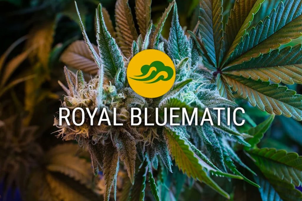 Les graines auto florissantes de Royal Bluematic Cannabis