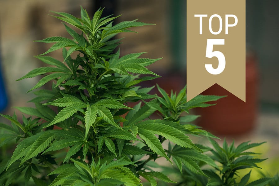 Top 5 des variétés régulières