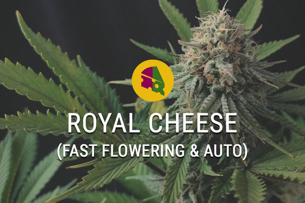 Royal Cheese Fast Flowering : Des têtes de Cheese en un rien de temps