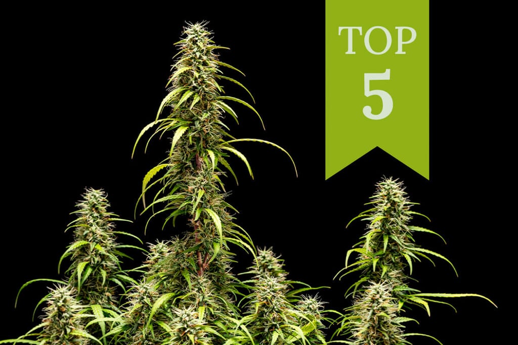 Les meilleures variétés de cannabis d'intérieur 2024