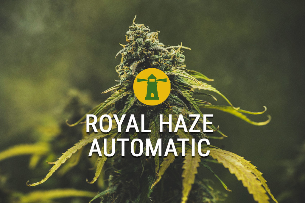 Royale Haze Automatic offre un vertige rapide, bon buzz pour le roi