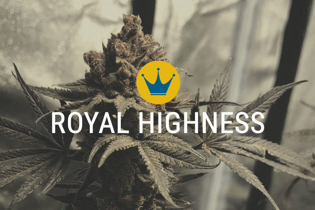 Royal Highness : CBD et THC En Harmonie