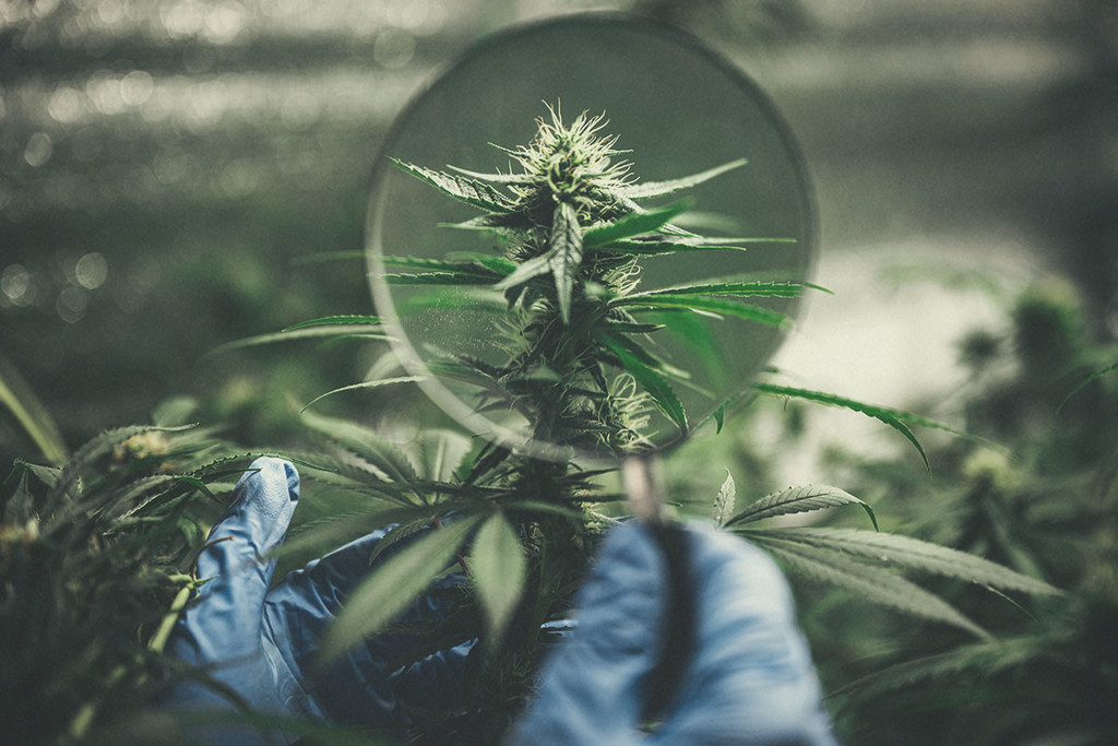 Culture du cannabis : casser les préjugés autour du cannabis