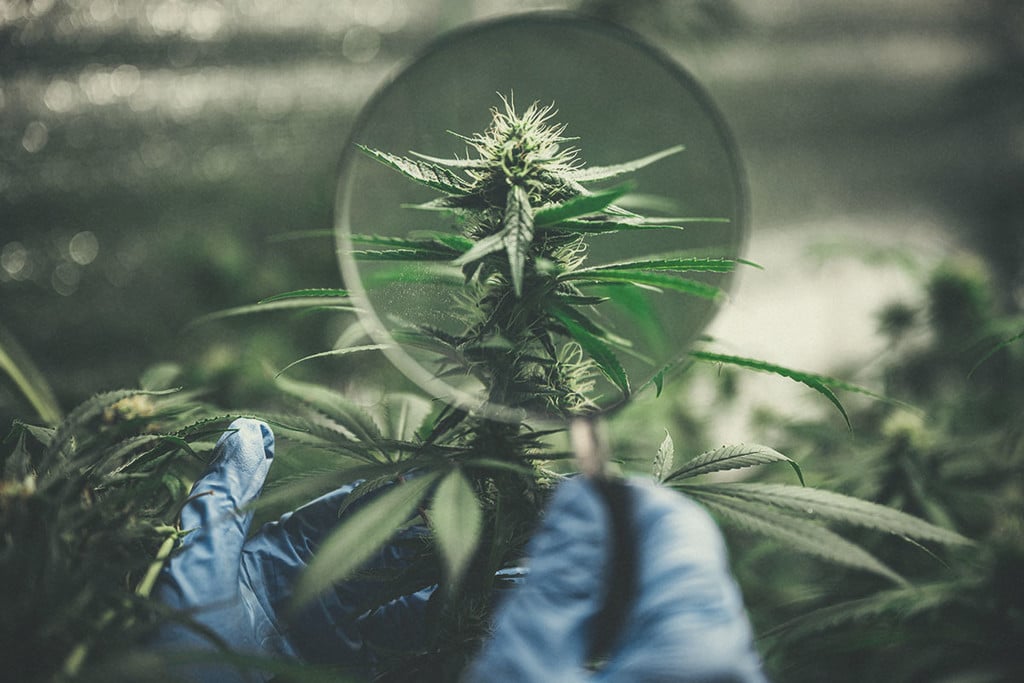 Culture du cannabis : casser les préjugés autour du cannabis