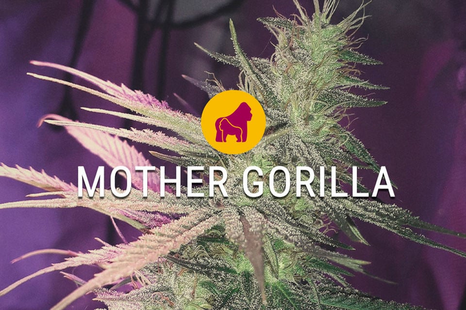 Les graines de cannabis féminisées Mother Gorilla