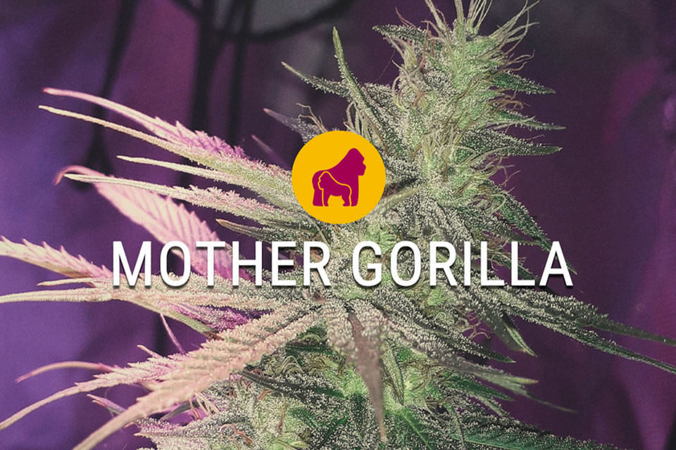 Les graines de cannabis féminisées Mother Gorilla