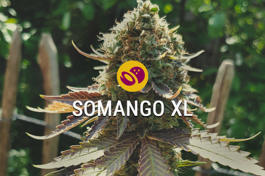 Somango XL : sucrée, tropicale et facile à cultiver