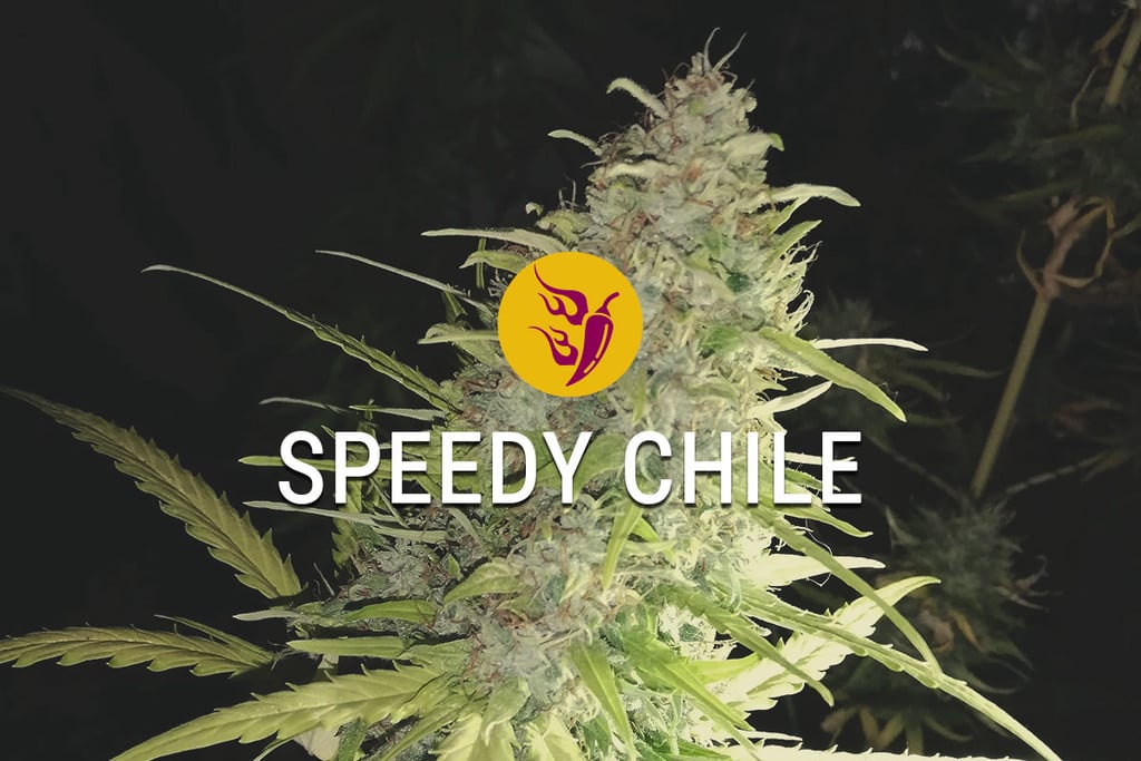 Speedy Chile : rapidité, épicée et tout ce qui est bon 