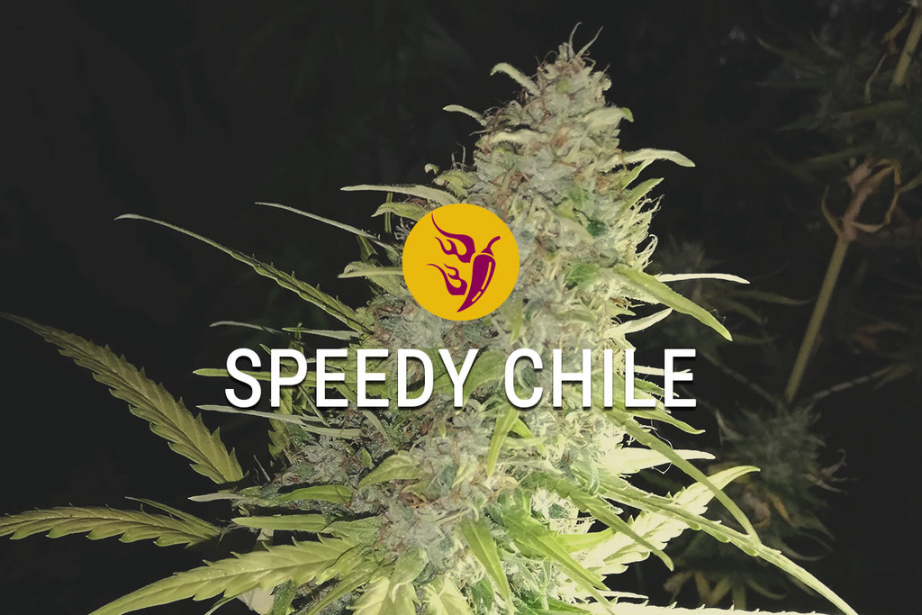 Speedy Chile : rapidité, épicée et tout ce qui est bon