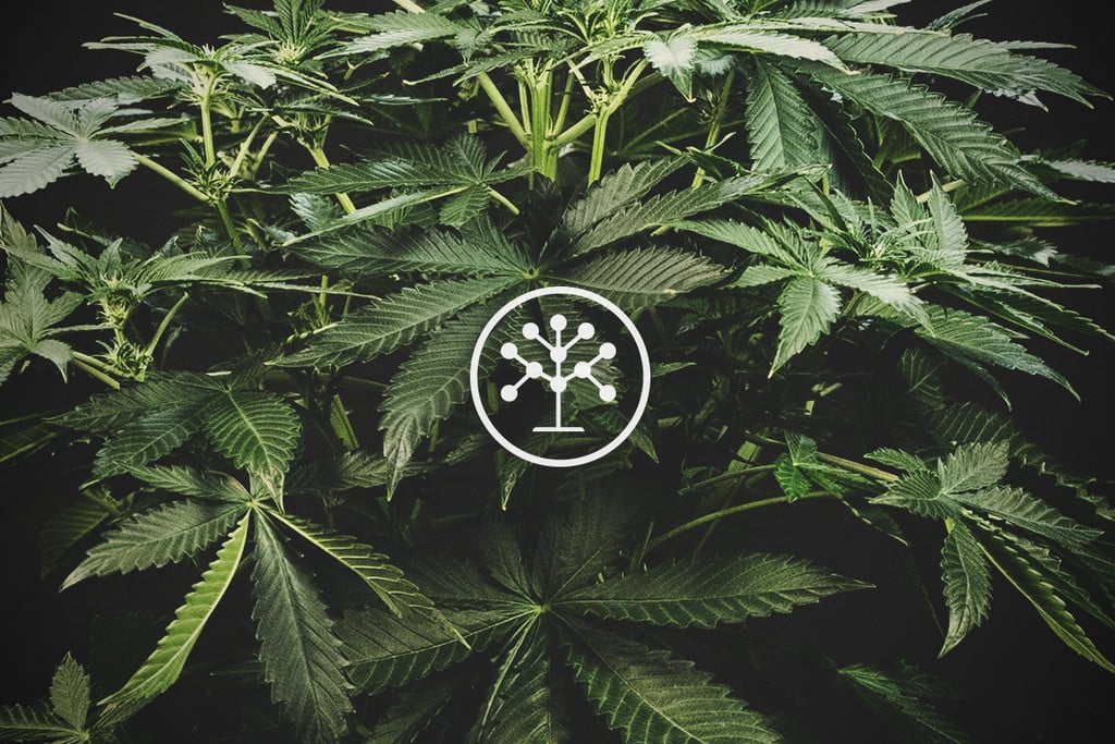 La famille des Cannabaceae : découvrons l'entourage du cannabis