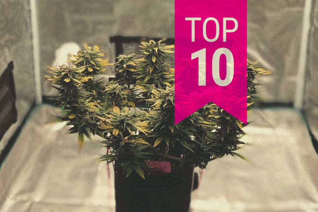 Top 10 des plus petites variétés de cannabis