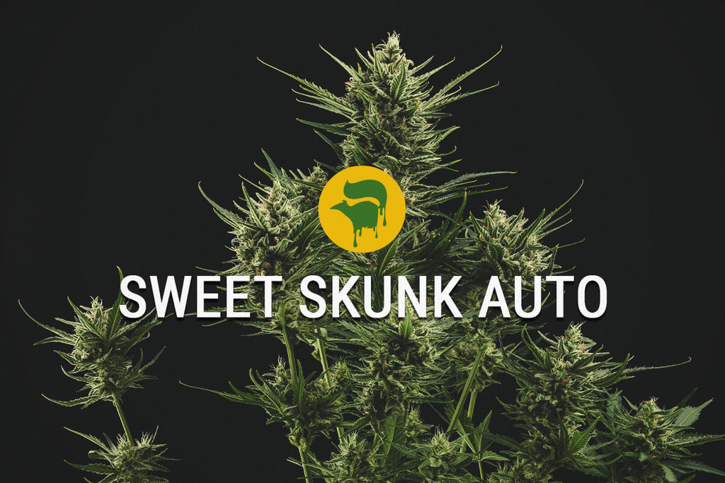 Sweet Skunk Automatic : douce et super spéciale 