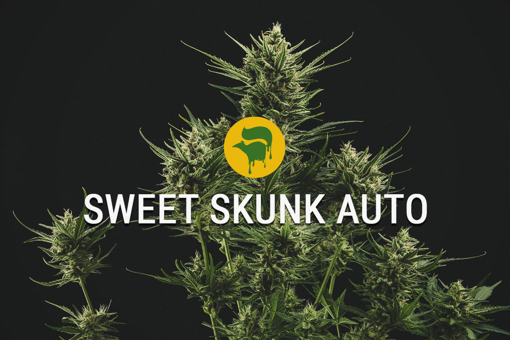 Sweet Skunk Automatic : douce et super spéciale