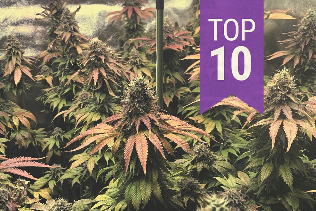 Top 10 des variétés de cannabis exotiques