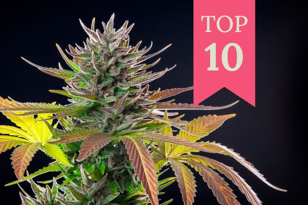 Top 10 des variétés de cannabis exotiques