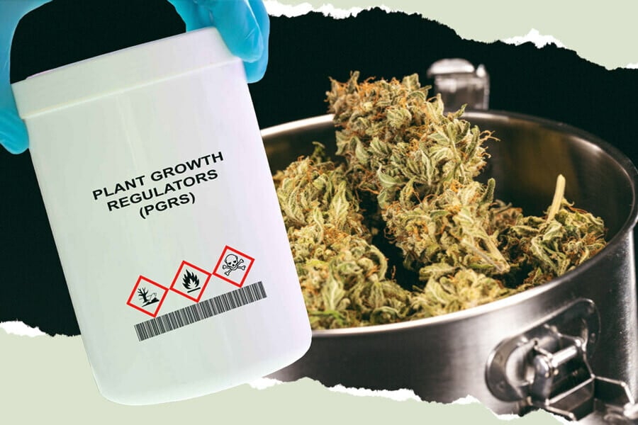 Que sont les PGRs et comment influencent-ils votre cannabis ?