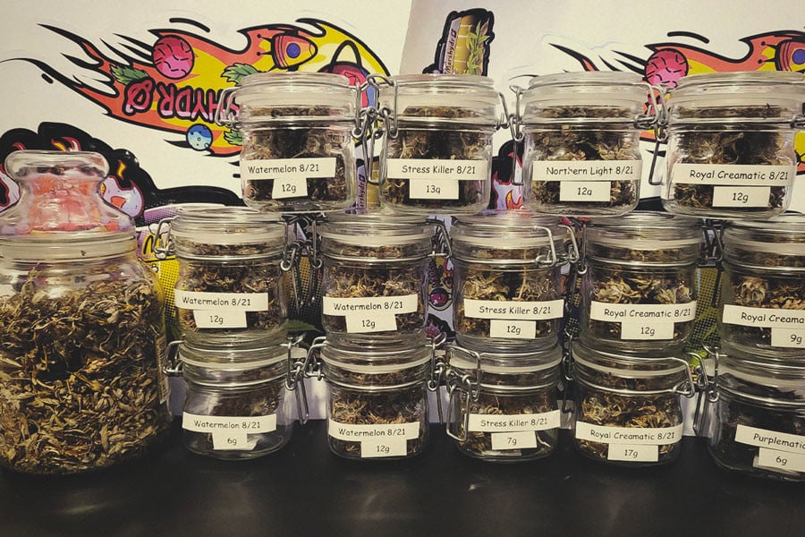 Quel est le rendement des plants à autofloraison ?