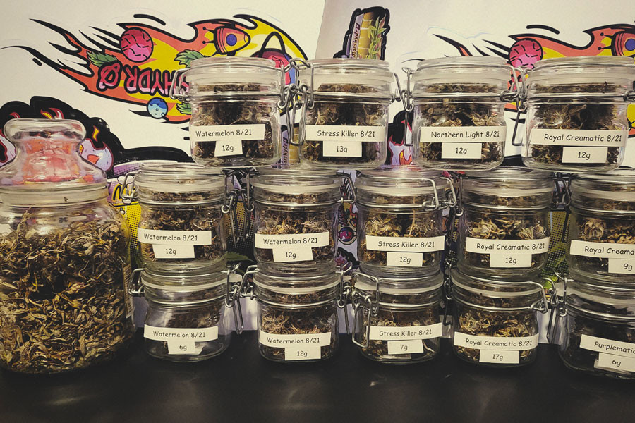 Quel est le rendement des plants à autofloraison ?