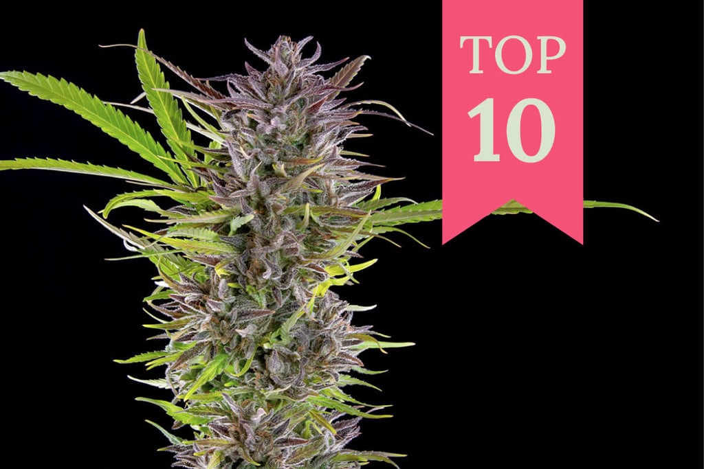 Top 10 des variétés de cannabis féminisées productives en extérieur