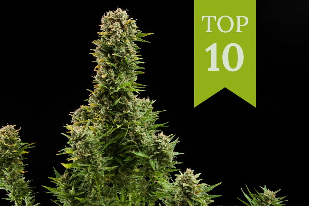 Top 10 variétés de cannabis autos en extérieur à plus gros rendement