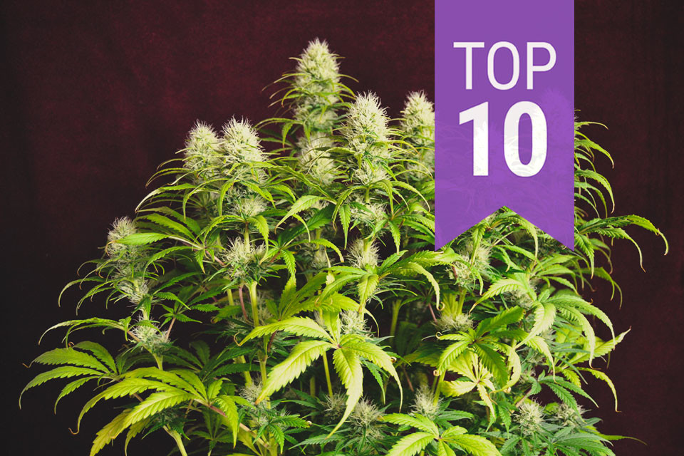 Top 10 des variétés hybrides