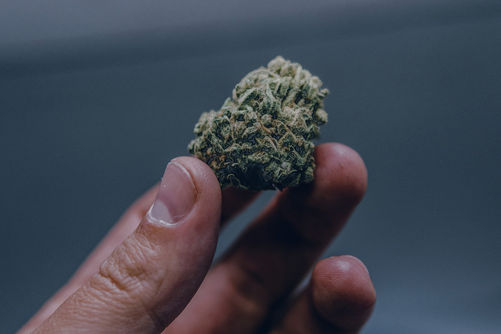 Cannabis humide : identification, prévention et résolution du problème