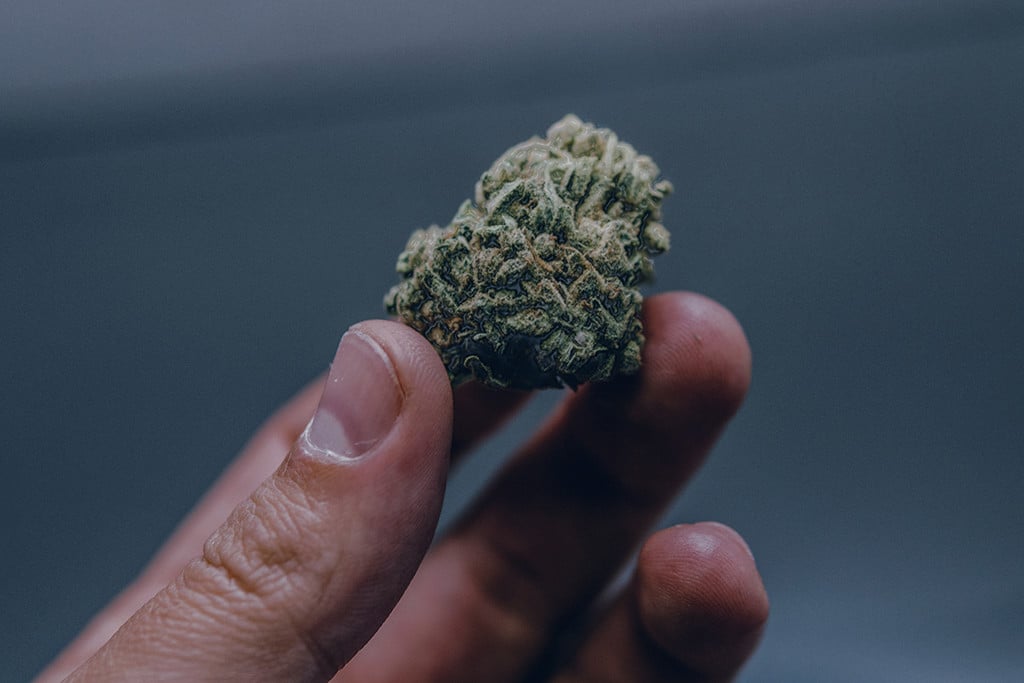 Cannabis humide : identification, prévention et résolution du problème