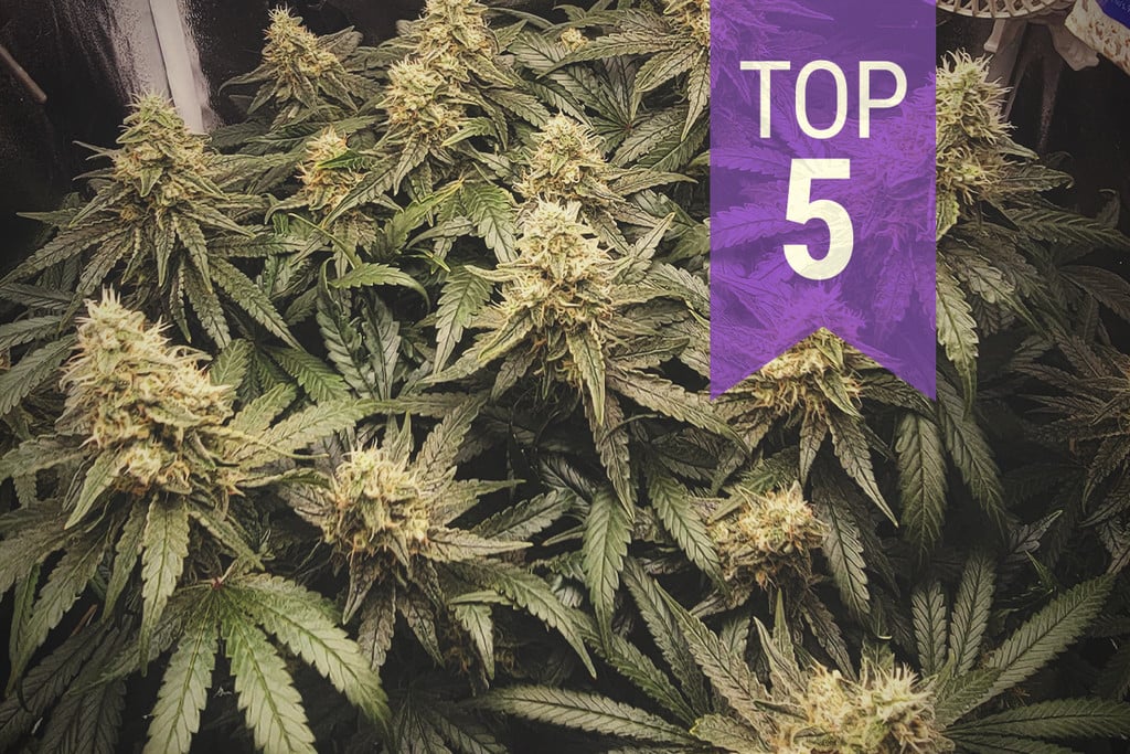 Top 5 des variétés de cannabis les plus difficiles à cultiver