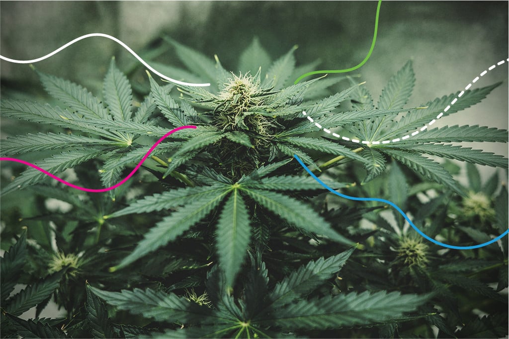 Nutriments RQS : les meilleurs engrais pour le cannabis