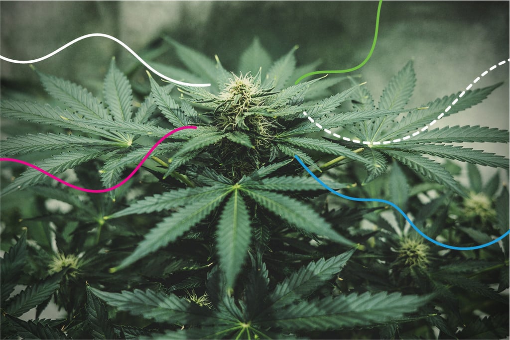 Nutriments RQS : les meilleurs engrais pour le cannabis