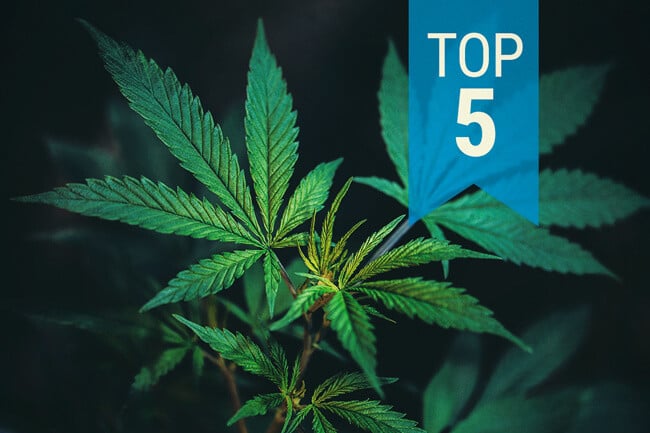 Top 5 Des Variétés CBD Les Plus Populaires De 2025