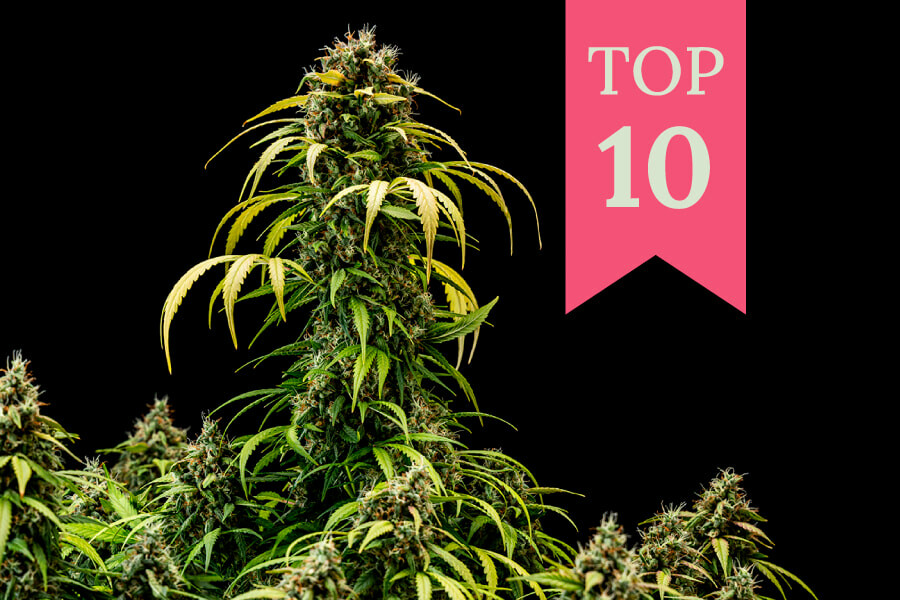 Top 10 des meilleurs croisements de variétés de cannabis