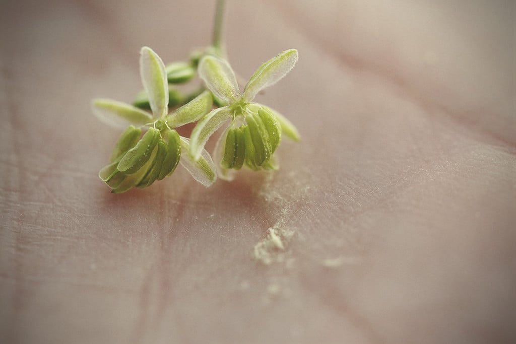 Pollen de cannabis : quand, pourquoi et comment l'utiliser
