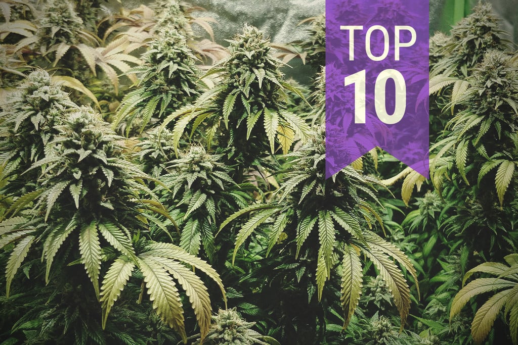 Top 10 des variétés les plus odorantes